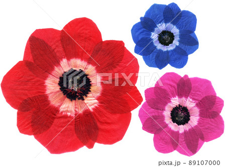 3色アネモネの押し花、カラフルな背景に 89107000