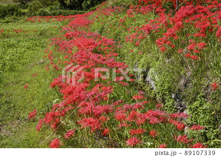 日向薬師彼岸花群生地 89107339