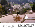 儀明の桜 89107387