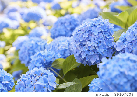 咲き乱れる紫陽花 咲き乱れる紫陽花 89107603