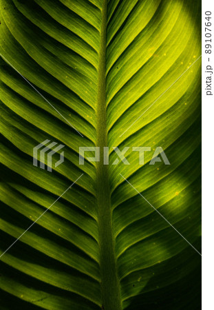 Green Leaf Texture background with light behind. Textured green leaf background with light behind. Green Leaf Texture background with light behind. Textured green leaf background with light behind. 89107640