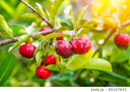 Fresh organic acerola cherries Thai fruit or acerola cherry on a tree with water droplets. Fresh organic acerola cherries Thai fruit or acerola cherry on a tree with water droplets. 89107645