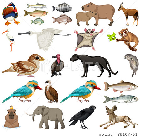 Different kinds of animals collection 89107761