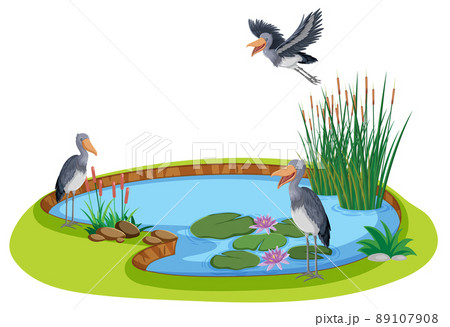 A shoebill with natural pond 89107908