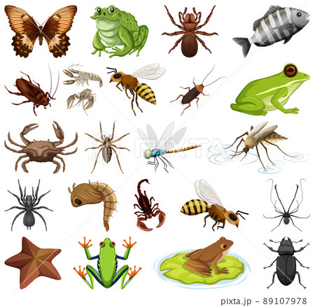 Different kinds of insects and animals on white background Different kinds of insects and animals on white background 89107978