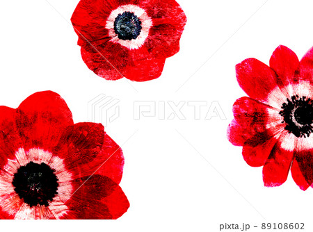 赤いアネモネの花アート カラフルな手書き風イラストのイラスト素材