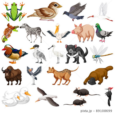 Different kinds of animals collection Different kinds of animals collection 89108699