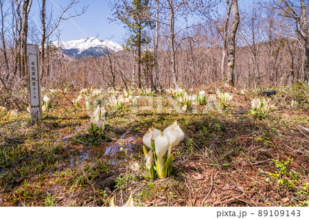（長野県）乗鞍高原・オソメジッケ水芭蕉群生地　後方に乗鞍岳山頂 89109143