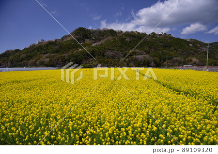 道の駅原鶴の菜の花 89109320