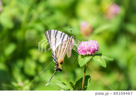 Beautiful Butterfly Scarce Swallowtail, Sail Swallowtail, Pear-tree Swallowtail, Podalirius. Latin name Iphiclides podaliriu. Butterfly collects nectar on flower. Beautiful Butterfly Scarce Swallowtail, Sail Swallowtail, Pear-tree Swallowtail, Podalirius. Latin name Iphiclides podaliriu. Butterfly collects nectar on flower. 89109467