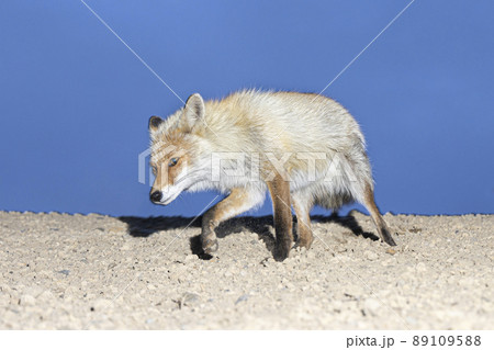 キタキツネ 北海道 夜 夕暮れ 夕方 野生 89109588