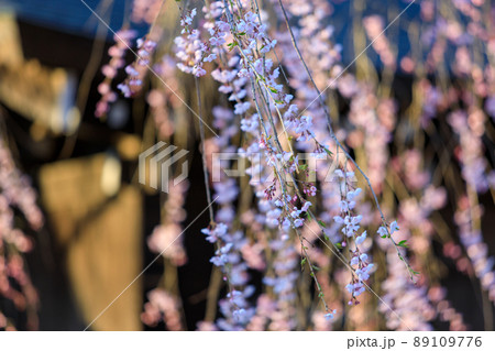 秋田県　角館の桜　武家屋敷通り 89109776