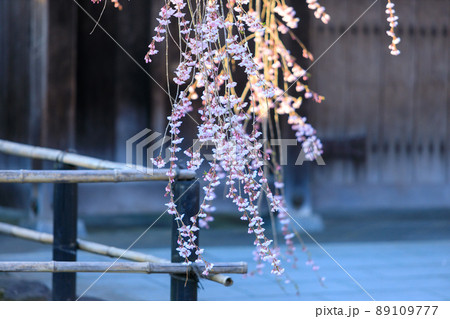 秋田県 角館の桜 武家屋敷通り 秋田県 角館の桜 武家屋敷通り 89109777