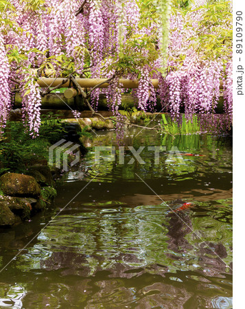 藤棚の花と池の錦鯉 藤棚の花と池の錦鯉 89109790
