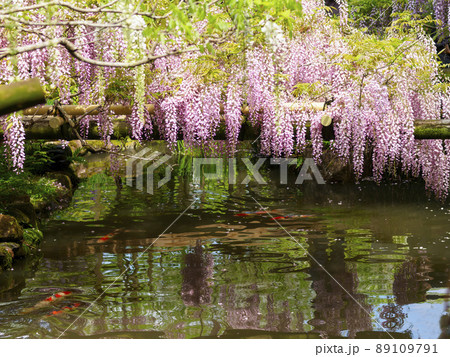 藤棚の花と池の錦鯉 89109791