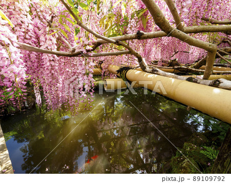 藤棚の花と池の錦鯉 藤棚の花と池の錦鯉 89109792