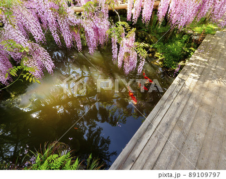 藤棚の花と池の錦鯉 藤棚の花と池の錦鯉 89109797
