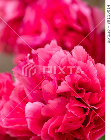 冬ぼたん 89110014