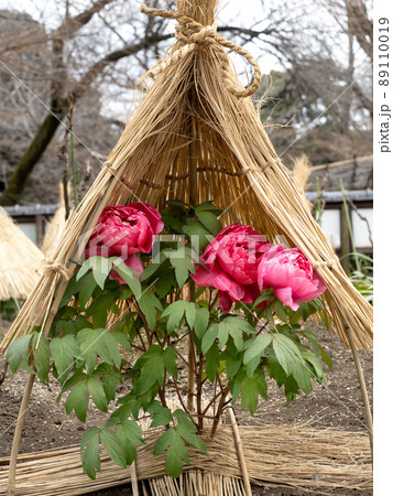 冬ぼたん 89110019