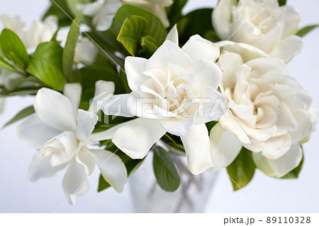 Cape jasmine or garden gardenia, gerdenia flower Cape jasmine or garden gardenia, gerdenia flower 89110328