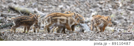 Baby wild boar, Sus scrofa, running red autumn forest in background Baby wild boar, Sus scrofa, running red autumn forest in background 89110487