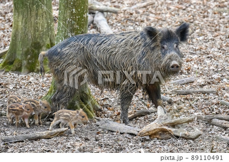 Wild boar in forest. Wildlife scene from nature 89110491