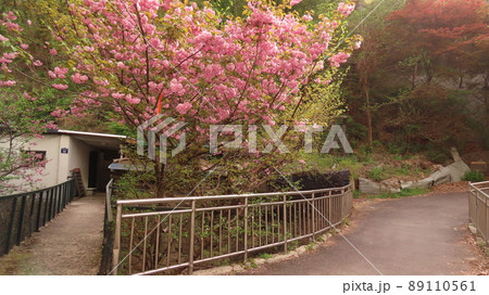 桜 ギョプボトコト 4月 89110561
