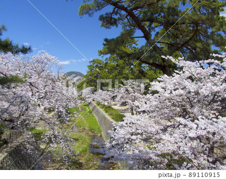 夙川公園、満開の桜並木（苦楽園口橋より）/遠景に甲山「日本のさくら名所100選」 89110915