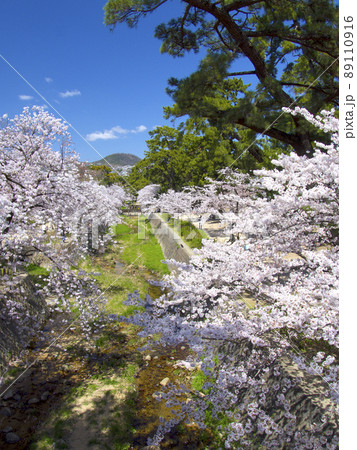 夙川公園、満開の桜並木(苦楽園口橋より)/遠景に甲山「日本のさくら名所100選」 夙川公園、満開の桜並木(苦楽園口橋より)/遠景に甲山「日本のさくら名所100選」 89110916