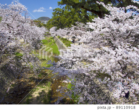 夙川公園、満開の桜並木（苦楽園口橋より）/遠景に甲山「日本のさくら名所100選」 89110918