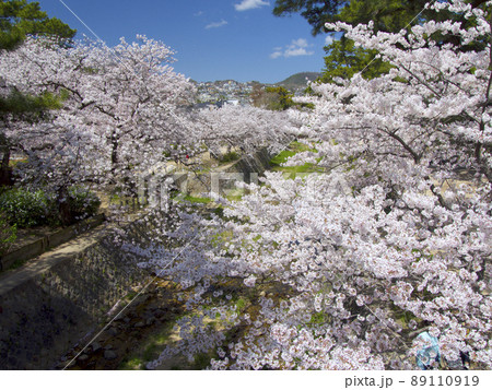 夙川公園、満開の桜並木（苦楽園口橋より）/遠景に甲山「日本のさくら名所100選」 89110919