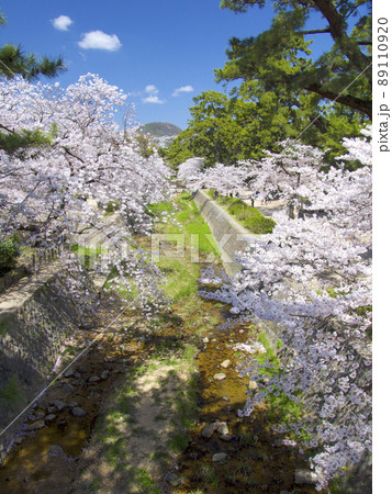 夙川公園、満開の桜並木（苦楽園口橋より）/遠景に甲山「日本のさくら名所100選」 89110920