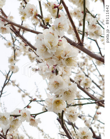 白梅の花 白梅の花 89111642