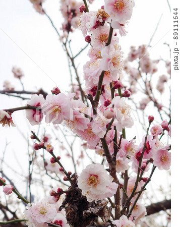 梅の花 89111644