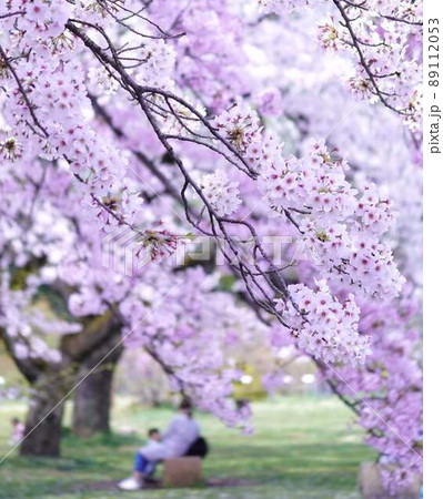 春桜の景色 *縦長長方形構図 春桜の景色 *縦長長方形構図 89112053