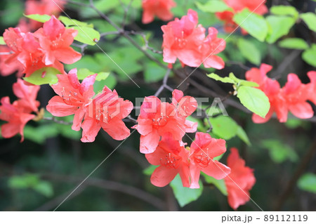 雄躑躅(オンツツジ)の花 雄躑躅(オンツツジ)の花 89112119