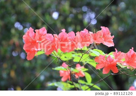 雄躑躅(オンツツジ)の花 雄躑躅(オンツツジ)の花 89112120