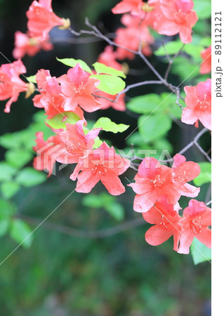 雄躑躅(オンツツジ)の花 雄躑躅(オンツツジ)の花 89112121