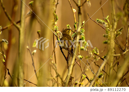 Siskin bird with greenish plumage. 89112270