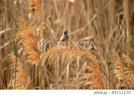 The bluethroat bird sits on top of the reeds. 89112279