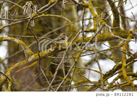 A siskin bird with a greenish tint of plumage sits on a tree branch. A siskin bird with a greenish tint of plumage sits on a tree branch. 89112281