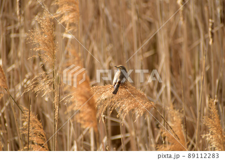 Bluethroat sits on a stalk of reeds. 89112283