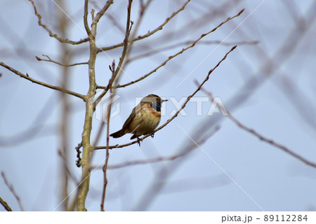 Bluethroat bird sings while sitting on a branch. 89112284