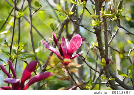 シモクレン 89112397