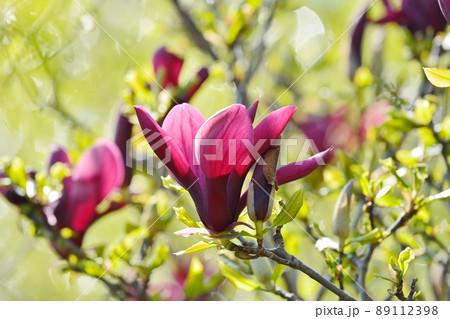 シモクレン シモクレン 89112398