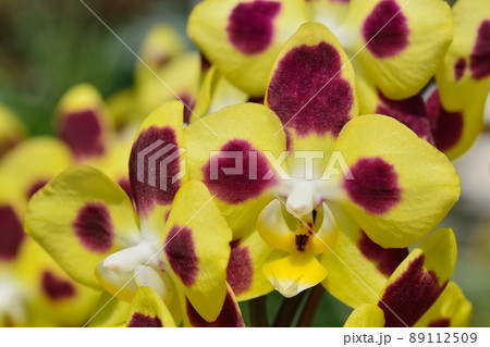 胡蝶蘭 胡蝶蘭 89112509