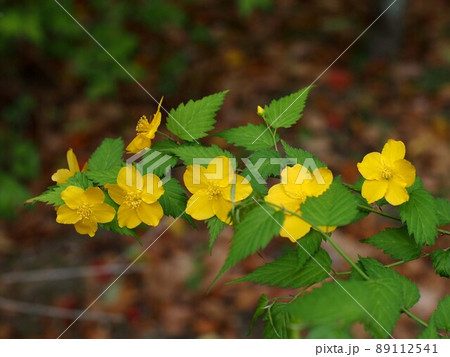 小川の上のヤマブキの花(潮江天満宮の一重の山吹) 小川の上のヤマブキの花(潮江天満宮の一重の山吹) 89112541