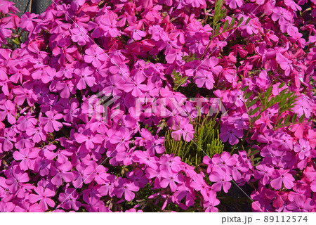 一面に咲く芝桜 春イメージ 一面に咲く芝桜 春イメージ 89112574