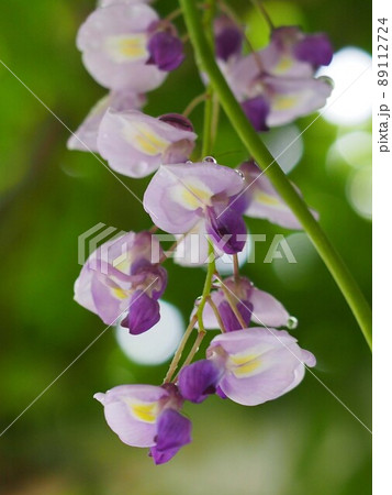 雨上がりのフジの花房(コバルトブルーの藤の花びらのクローズアップ) 雨上がりのフジの花房(コバルトブルーの藤の花びらのクローズアップ) 89112724