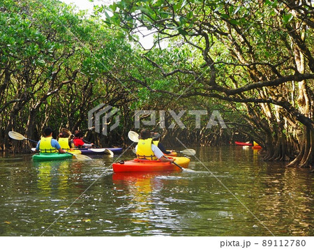 マングローブ原生林 カヌー体験 奄美大島 マングローブ原生林 カヌー体験 奄美大島 89112780